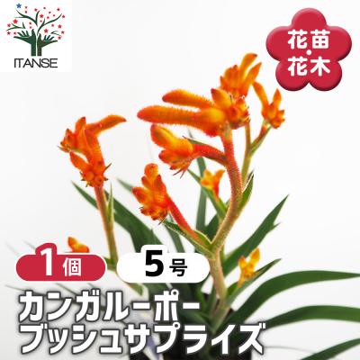 カンガルーポー（花、ガーデニング）のおすすめ人気商品一覧 通販