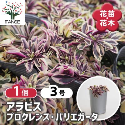 キンリョウヘン 花芽のおすすめ人気商品一覧 通販 - Yahoo!ショッピング