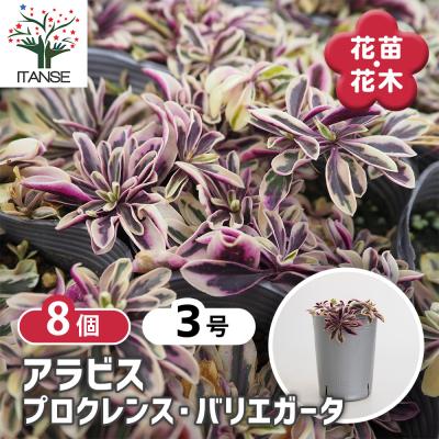 キンリョウヘン 花芽のおすすめ人気商品一覧 通販 - Yahoo!ショッピング