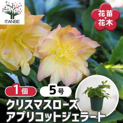 火曜日まで！値下げ！レア！アプリコットのグラデーション抜群