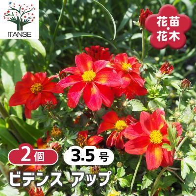コスモス 苗（花の苗）｜苗 | 花、ガーデニング の商品一覧 通販
