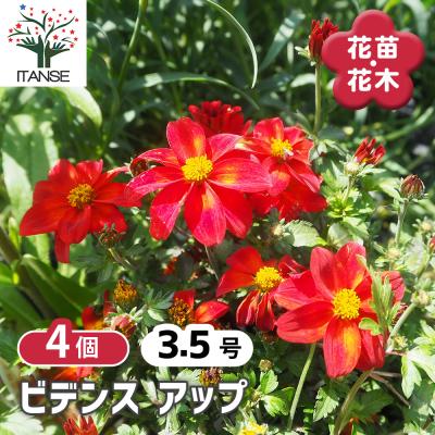 コスモス 苗（花の苗）｜苗 | 花、ガーデニング の商品一覧 通販