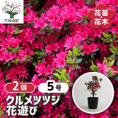 ヒカゲツツジの商品一覧 通販 - Yahoo!ショッピング