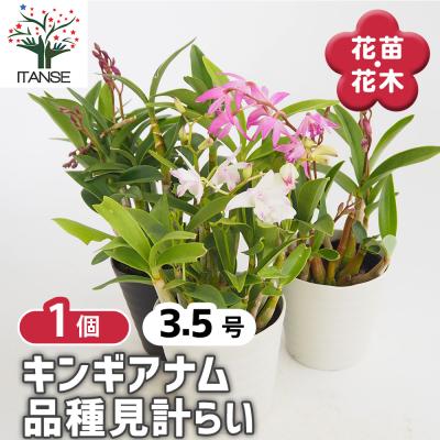 ギンギアナム 白花 大株群生株 抜き苗宅急便発送 キンギアナム（花の苗）｜苗 | 花、ガーデニング のおすすめ人気商品