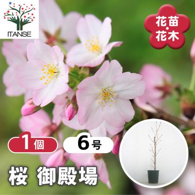 御殿場桜のおすすめ人気商品一覧 通販 - Yahoo!ショッピング