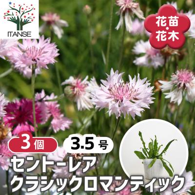シルバーリーフガザニア（花の苗）｜苗 | 花、ガーデニング のおすすめ