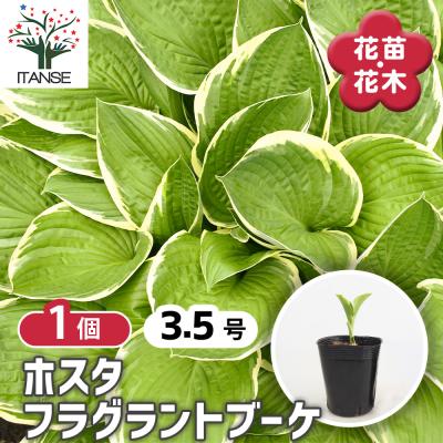 確認用。ホスタ、水戸の華1本。 野菜苗・植物・青果物販売のITANSE - ホスタ｜Yahoo!ショッピング