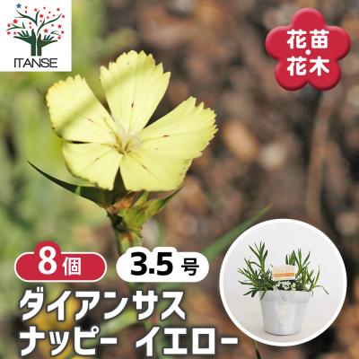 ダイアンサスの商品一覧 通販 - Yahoo!ショッピング