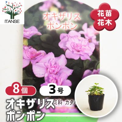 オキザリス（花の苗）｜苗 | 花、ガーデニング の商品一覧 通販