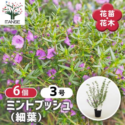 オージープランツ（花の苗）｜苗 | 花、ガーデニング のおすすめ人気