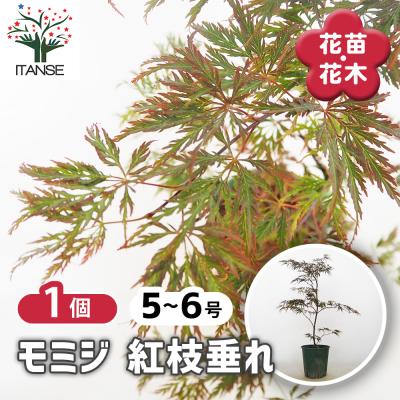 紅枝垂れモミジ（落葉樹の植木、庭木）｜苗木、植木 | 花