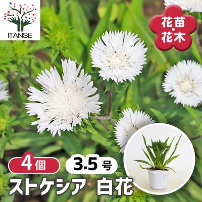 宿根草 ロックガーデンのおすすめ人気商品一覧 通販 - Yahoo!ショッピング