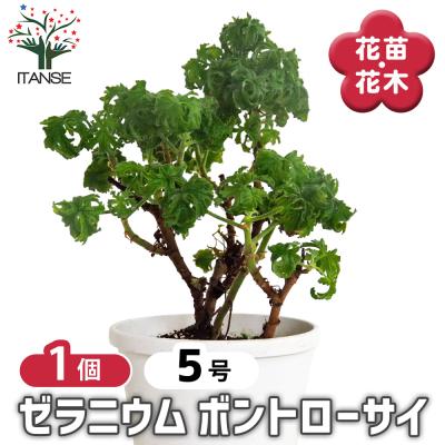 ゼラニウム バラ咲き（花の苗）｜苗 | 花、ガーデニング のおすすめ