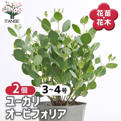 ユーカリの商品一覧 通販 - Yahoo!ショッピング