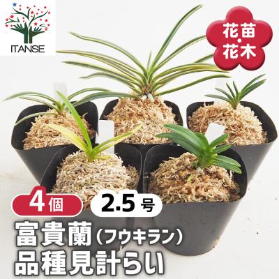 富貴蘭の商品一覧 通販 - Yahoo!ショッピング