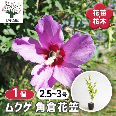 八重のムクゲの商品一覧 通販 - Yahoo!ショッピング
