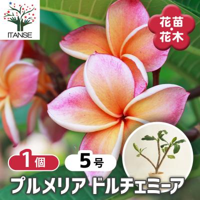 プルメリア 鉢（苗） | 花、ガーデニング の商品一覧 通販 - Yahoo