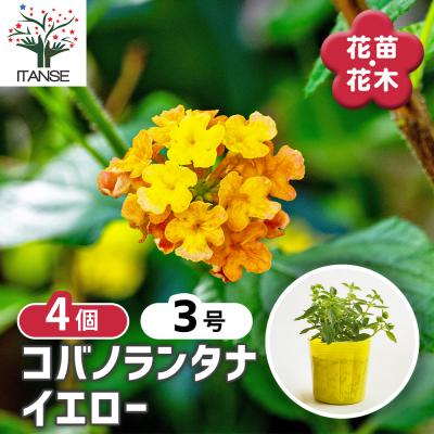 ランタナ（苗） | 花、ガーデニング の商品一覧 通販 - Yahoo!ショッピング