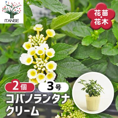 ランタナ（苗） | 花、ガーデニング のおすすめ人気商品一覧 通販