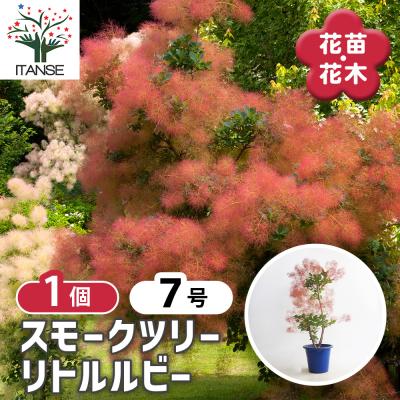 スモークツリー リトルルビー（花、ガーデニング）の商品一覧 通販