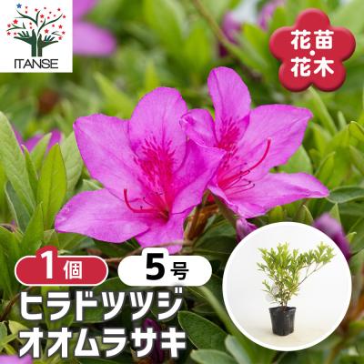 ヒカゲツツジの商品一覧 通販 - Yahoo!ショッピング
