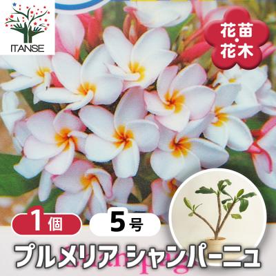 プルメリア 鉢（花、ガーデニング）（収穫、鑑賞時期：夏）の商品一覧