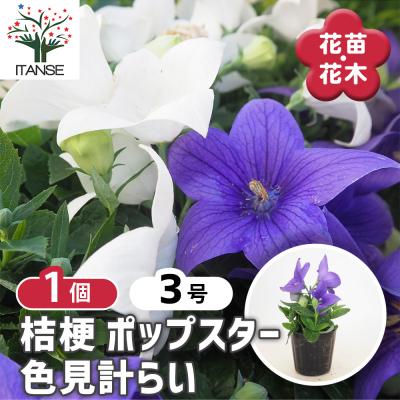 桔梗 苗（花、ガーデニング）の商品一覧 通販 - Yahoo!ショッピング