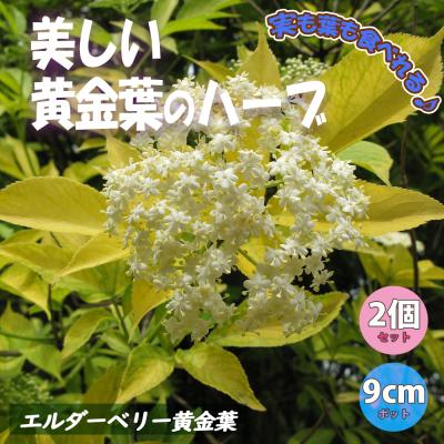 ニワトコ（苗） | 花、ガーデニング のおすすめ人気商品一覧 通販