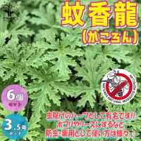 ITANSE 蚊香龍の苗 かころん 忌避ハーブ ハーブの苗 10.5cmポット お買い得6個セット 料理 ガーデニング 家庭菜園 簡単 送料無料 イタンセ公式 | 野菜苗・植物・青果物販売のITANSE