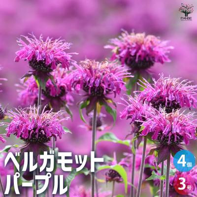 モナルダ（ハーブ苗）｜苗 | 花、ガーデニング のおすすめ人気商品一覧