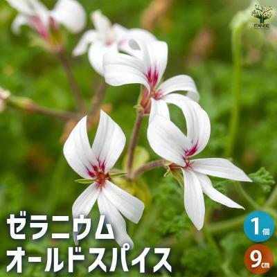 バラ咲きゼラニウム　希少ゼラニウム　珍しいゼラニウム　レアゼラニウムPG01A 珍しい ゼラニウム 新品種 | My Garden