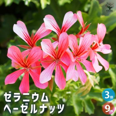 ゼラニウム バラ咲き（苗） | 花、ガーデニング のおすすめ人気商品