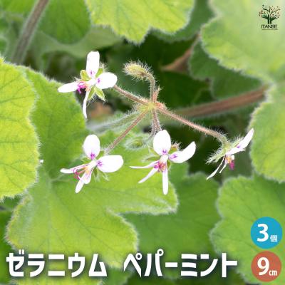 珍しいバラ咲きゼラニウム苗 ゼラニウム バラ咲き（花の苗）｜苗 | 花、ガーデニング のおすすめ