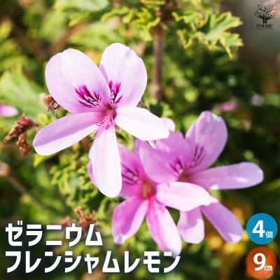 ゼラニウム 苗(苗)の商品一覧 | 花、ガーデニング 通販 ゼラニウム 苗(苗)の商品一覧 | 花、ガーデニング 通販