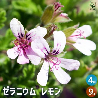 さち様　PRANAROM レモン、ゼラニウムブルボン　精油 プチグレン｜プラナロム精油｜ONLINE SHOP カモミール｜小田急線