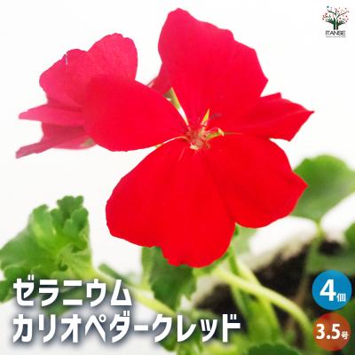 ゼラニウム 苗 レッド(苗)の商品一覧 | 花、ガーデニング 通販 ゼラニウム 苗 レッド(苗)の商品一覧 | 花、ガーデニング 通販