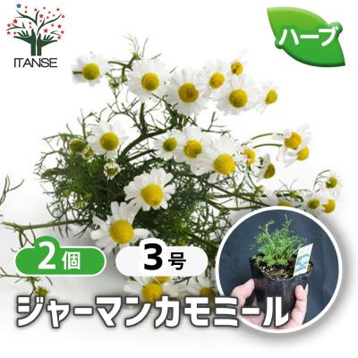 カモミール 苗の商品一覧 通販 - Yahoo!ショッピング