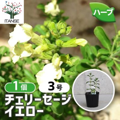 チェリーセージ（花、ガーデニング）のおすすめ人気商品一覧 通販