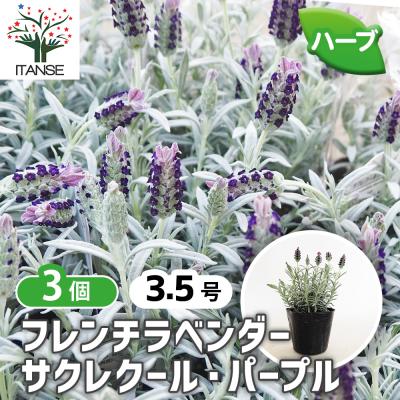 フレンチラベンダーの商品一覧 通販 - Yahoo!ショッピング