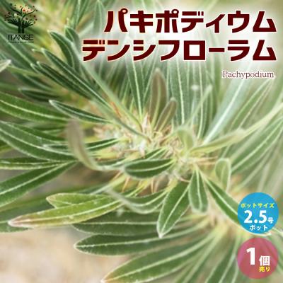 パキポディウム デンシフローラムの商品一覧 通販 - Yahoo!ショッピング