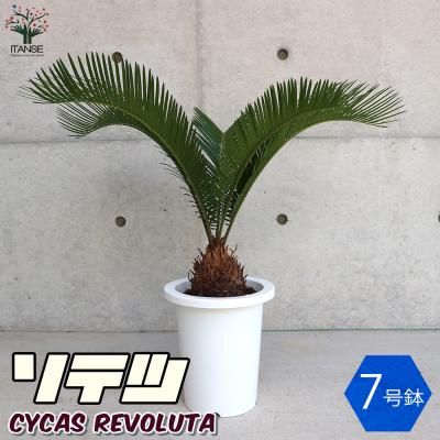ソテツ(花、ガーデニング)の商品一覧 通販 - Yahoo!ショッピング ソテツ(花、ガーデニング)の商品一覧 通販 - Yahoo!ショッピング