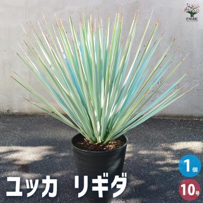 ユッカリギダの商品一覧 通販 - Yahoo!ショッピング ユッカリギダの商品一覧 通販 - Yahoo!ショッピング