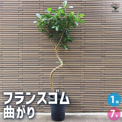 フランスゴムの木 5号鉢のおすすめ人気商品一覧 通販 - Yahoo!ショッピング