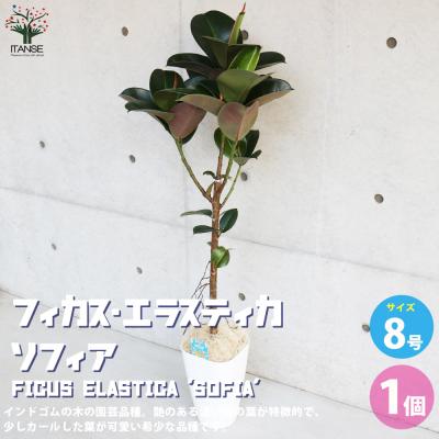 フィカスエラスティカ（観葉植物） | 花、ガーデニング の商品一覧