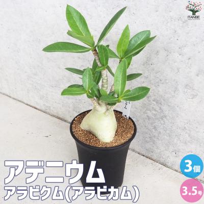 アデニウム（観葉植物） | 花、ガーデニング のおすすめ人気商品一覧