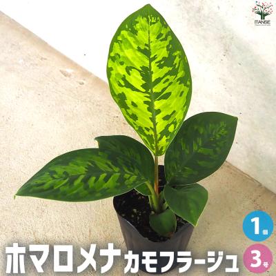 ホマロメナのおすすめ人気商品一覧 通販 - Yahoo!ショッピング