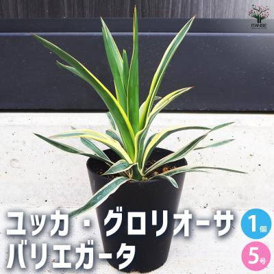 ユッカラン（観葉植物） | 花、ガーデニング のおすすめ人気商品一覧