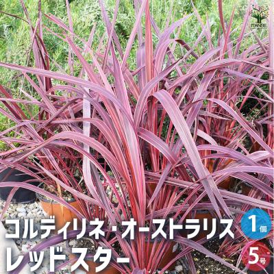 コルジリネ レッドスター（花、ガーデニング）のおすすめ人気