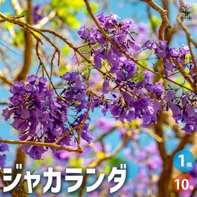 ジャカランダ 苗のおすすめ人気商品一覧 通販 - Yahoo!ショッピング