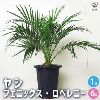 フェニックスロベレニーの商品一覧 通販 - Yahoo!ショッピング フェニックスロベレニーの商品一覧 通販 - Yahoo!ショッピング
